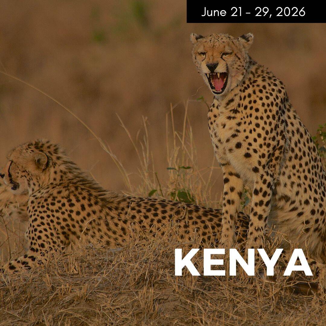 two cheetahs in the tall yellow savannah grasses in kenya. one is laying on the ground and the other is yawning, image is promoting a vegan safair