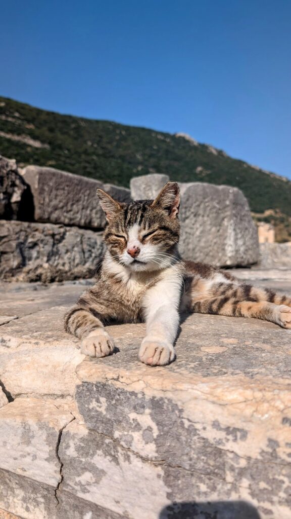 a tan and white tabby sleeping on ancient ruins in turkey