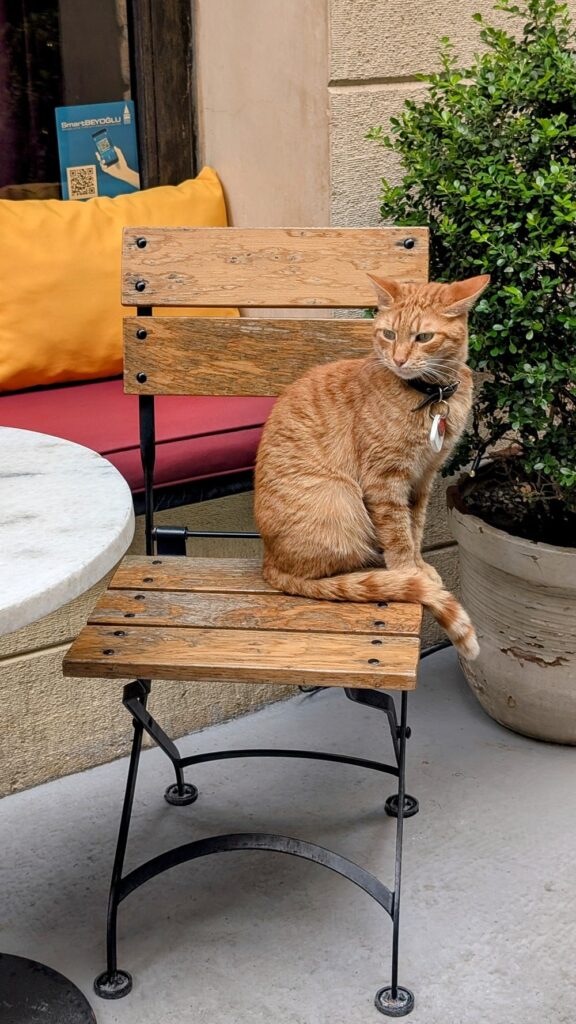 an orange cat sitting on a cafe chair in istanbul