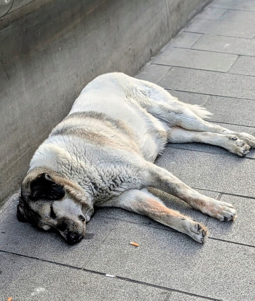 Dirty white and gray dog sprawled out on a sidewalk in istanbul