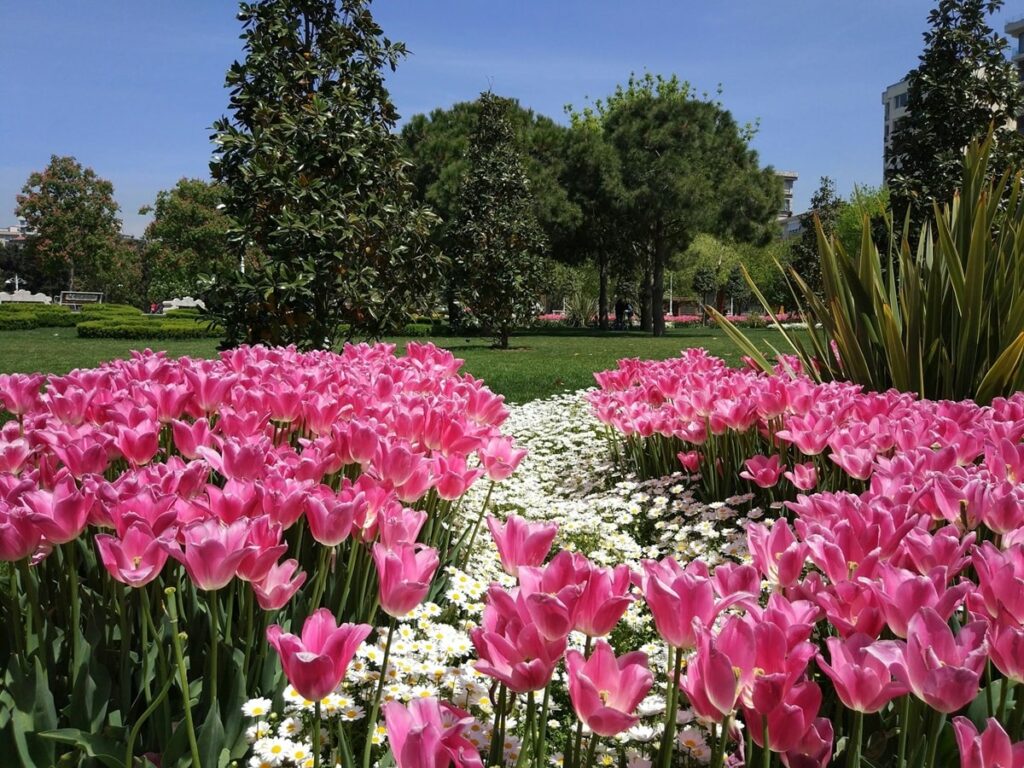 a garden filled with two large rows of pink tulips separated by a row of white flowers in istanbul