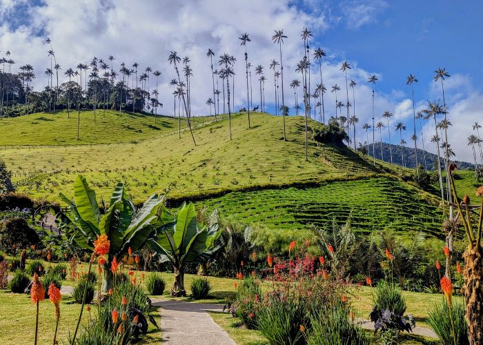 bright green and lush cocora valley mountains surrounded by bright red flowers and a walking path in colombia