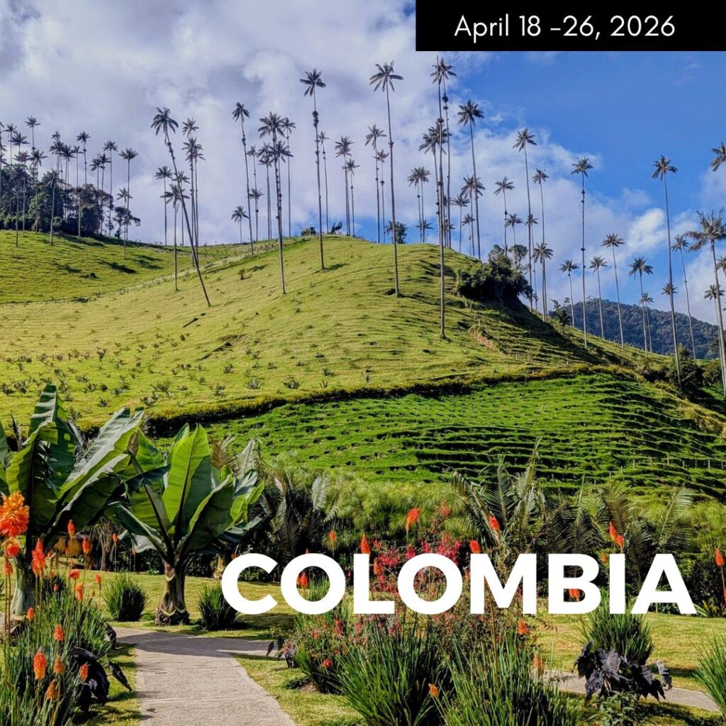 a stunning photo of colombias cocora valley on a bright sunny day to promote a vegan tour through colombia