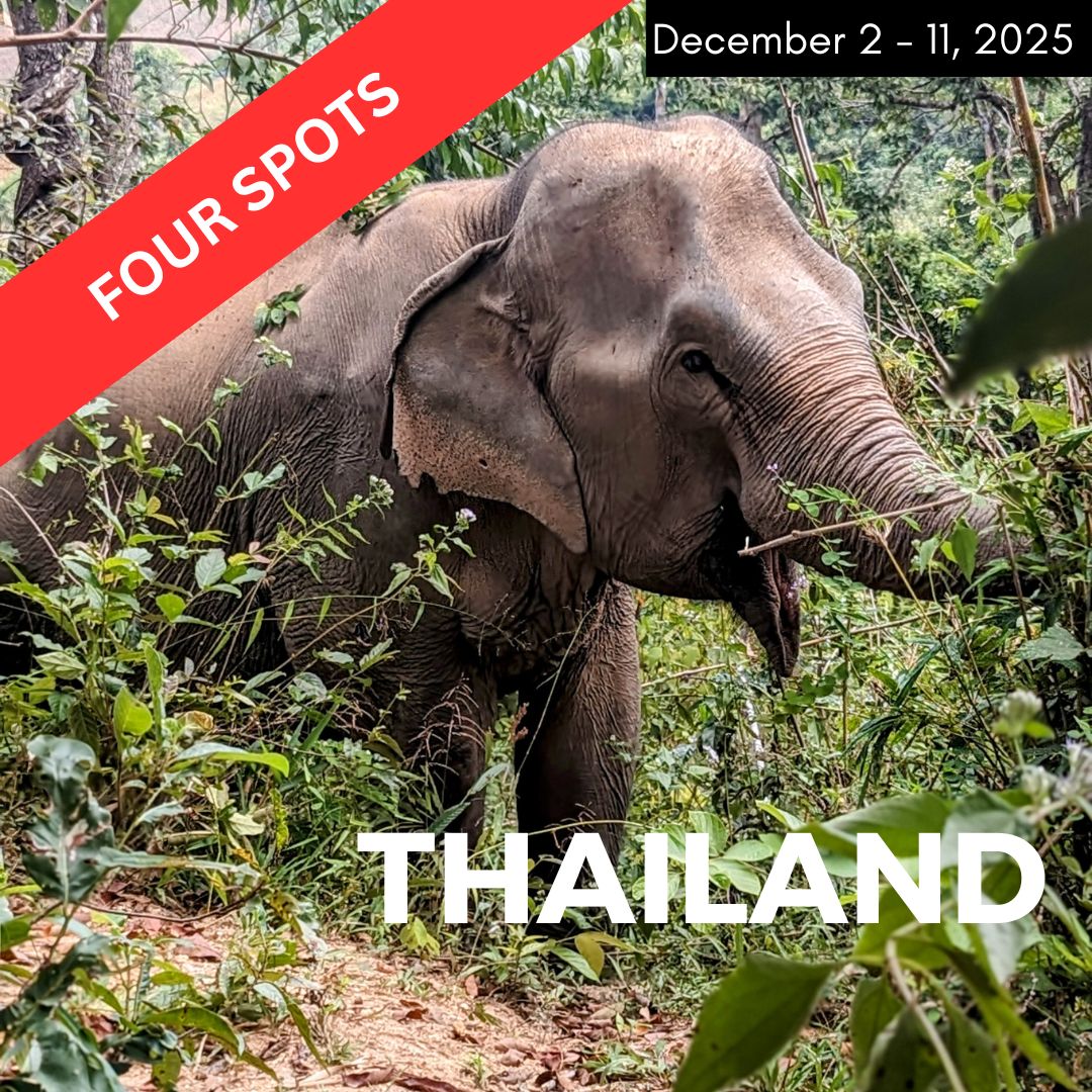 an image of a single gray elephant eating in the forest in thailand used to promote a vegan tour
