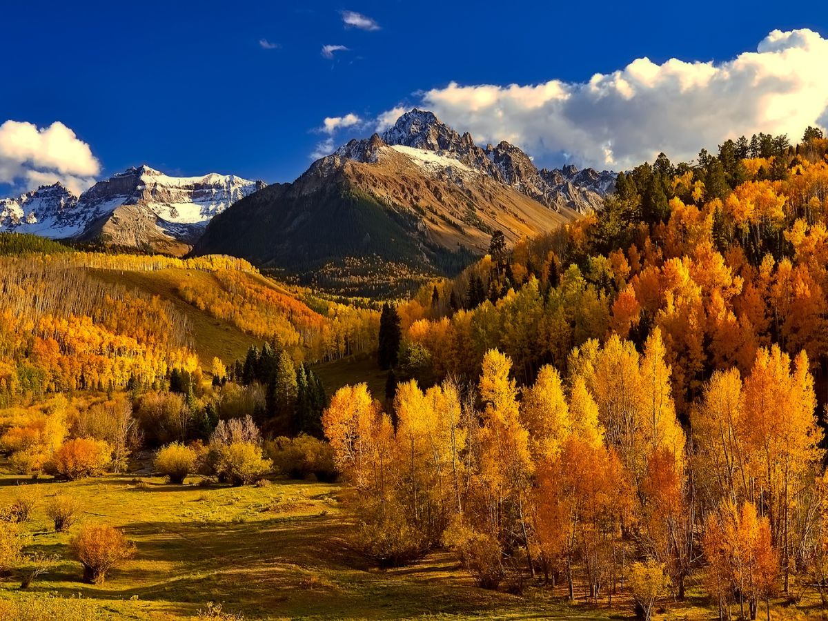 colorful trees in bright yellow in front of a snow capped mountain during the fall