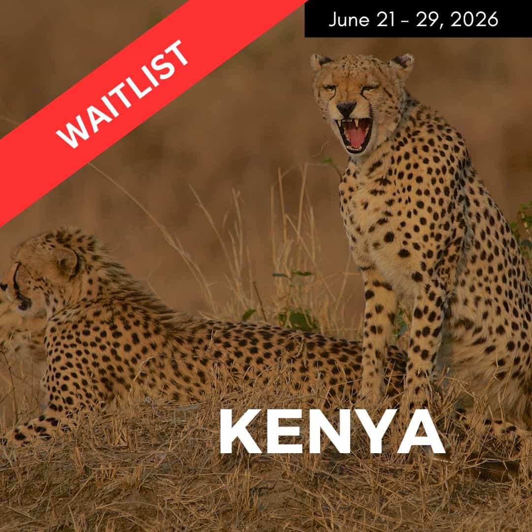 two cheetahs in golden grass in kenya on an image promoting a vegan safari