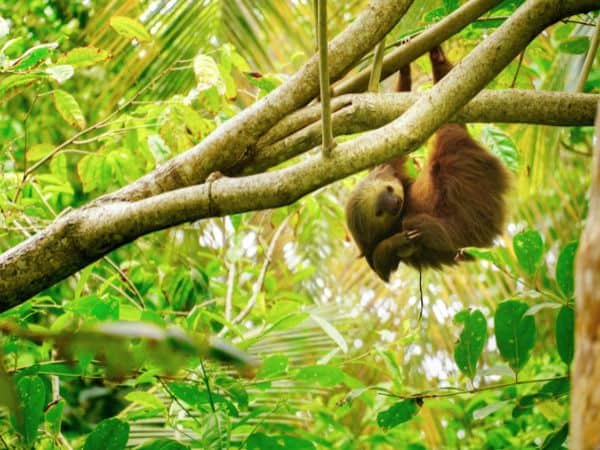 a single sloth hanging front a branch surrounded by bright green leaves in the costa rican jungle
