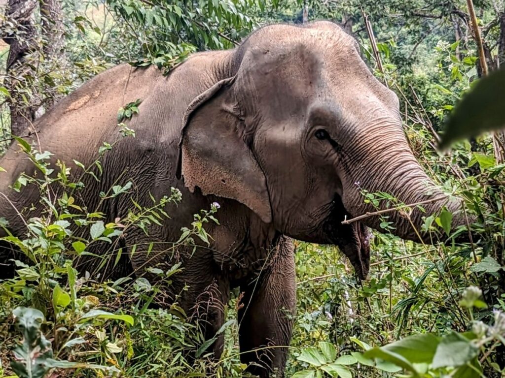 a single elephant eating leaves in a lush green jungle in thailand