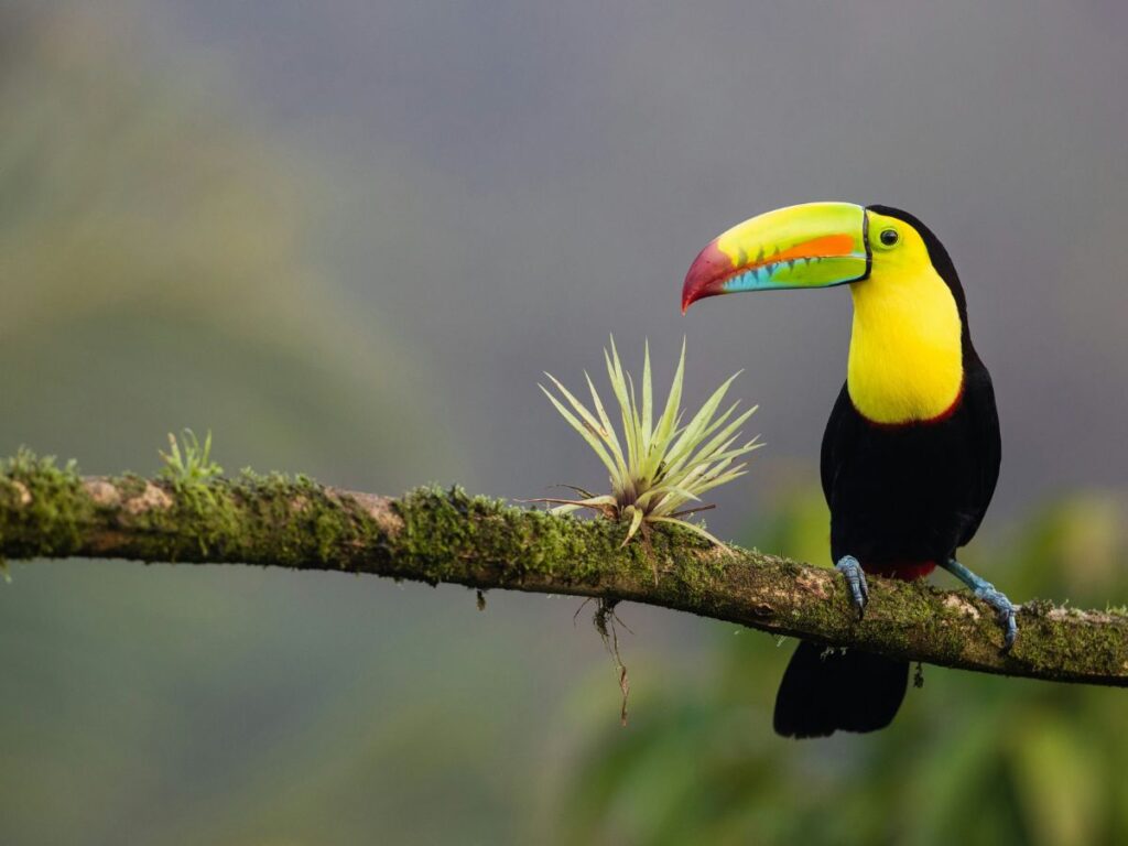 a colorful yellow and black toucan with a vibrant colored beak sitting on a branch by itself in costa rica