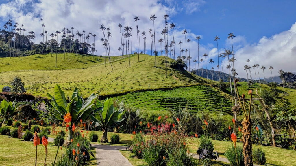 lush rolling green hills with tall wax palm trees in colombia
