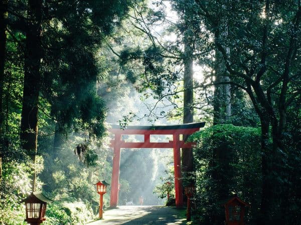 tori gate in a misty forest in japan