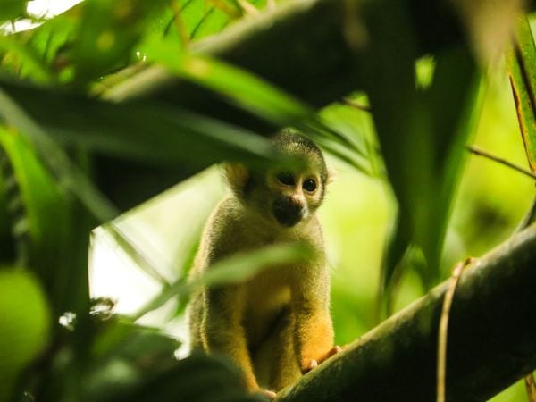 a small monkey peeking between large palm leaves in the peruvian amazon forest