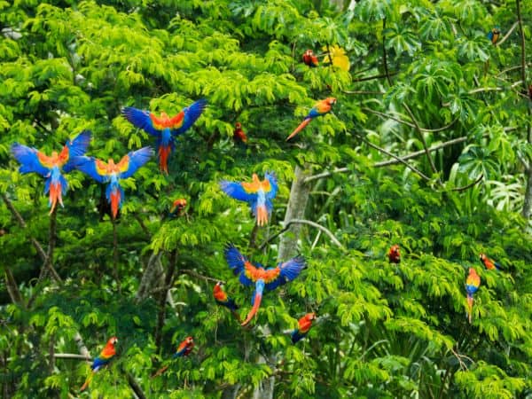 beautiful blue parrots flying into the rain forest in peru