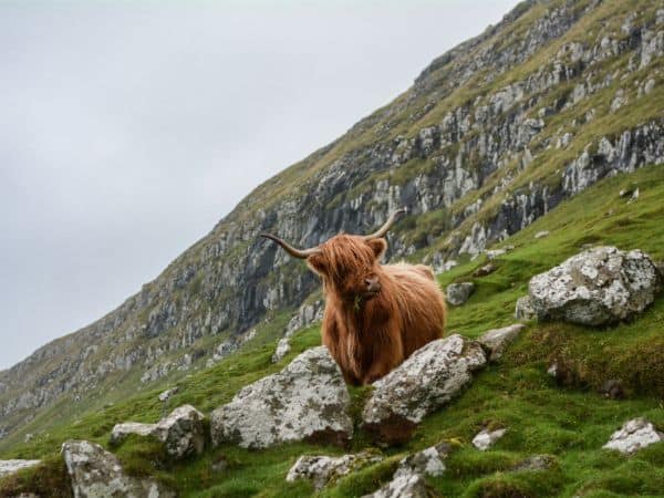 a single hairy highland cow standing on the side of a mountain in scotland