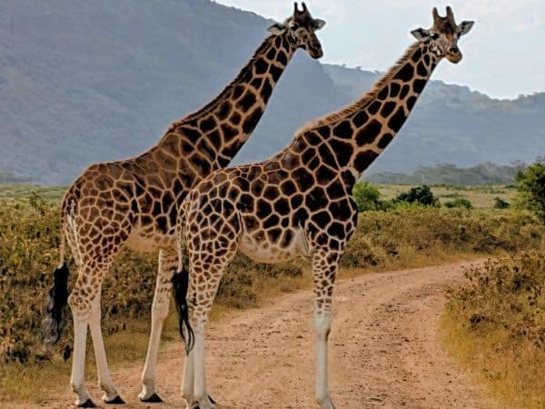 two giraffes standing in the middle of the road with a mountain in the background in lake nakuru