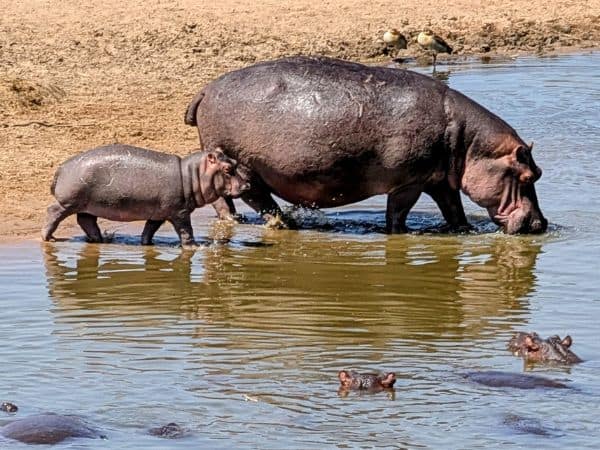 a large mother hippo with a small baby starting to get into a small body of water in the maasai mara