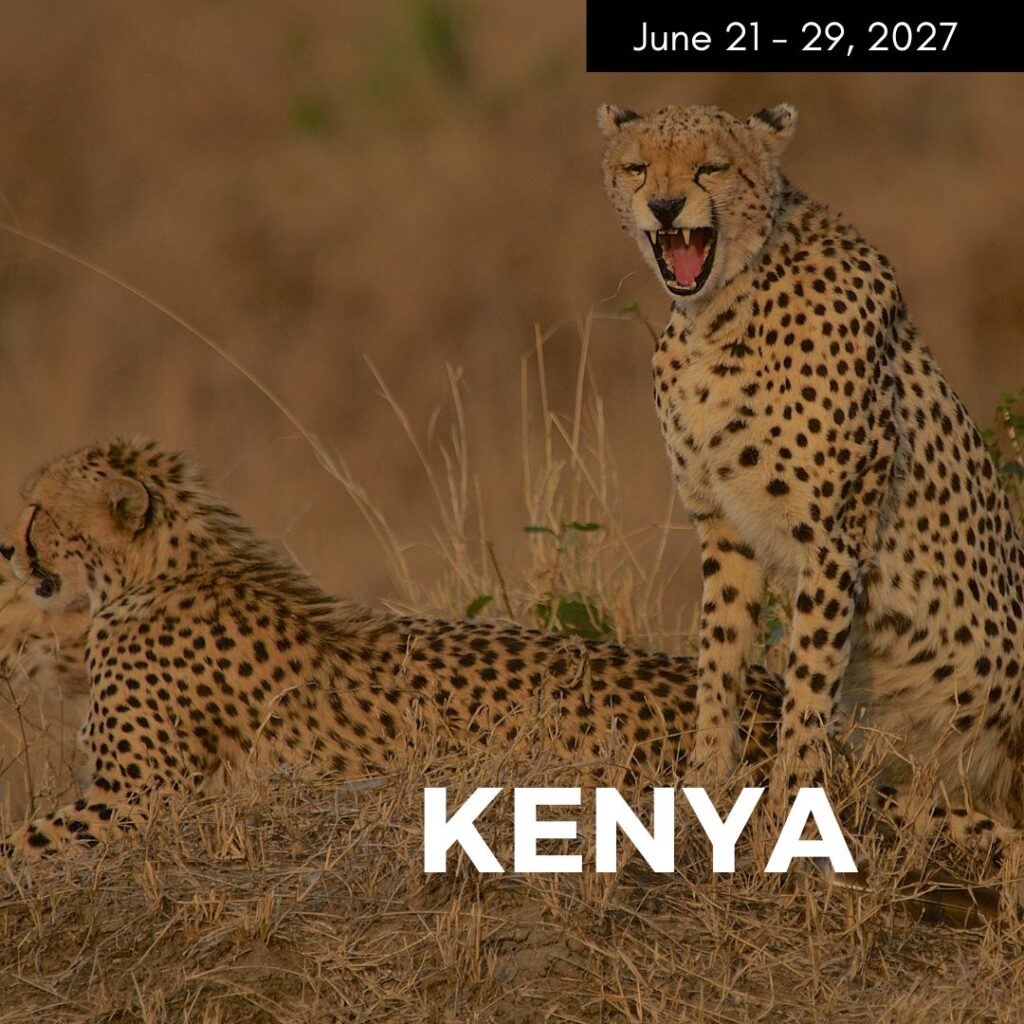 two cheetahs in the savannah on a promo photo for a vegan safari to kenya