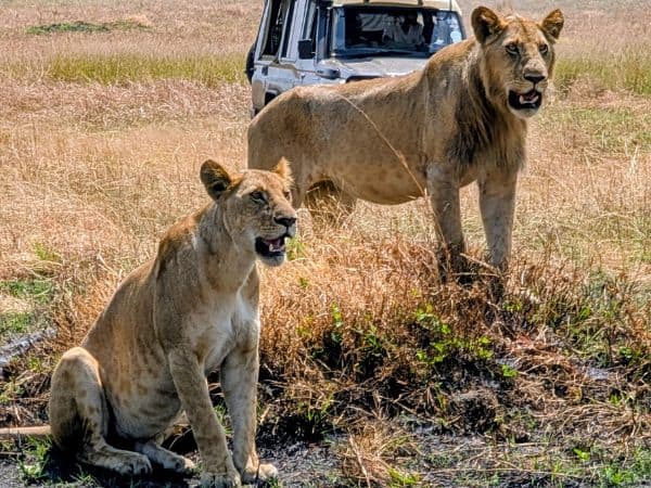 two lions next to eachother on a small mound in the maasai mara in front of a jeep