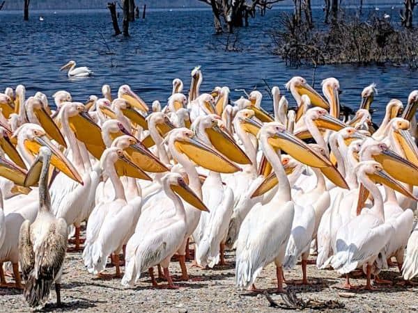 a large group of giant pelicans in front of lake nakkuru