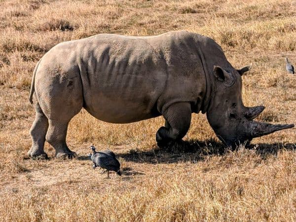 a single white rhino eating grass with a small bird next to it