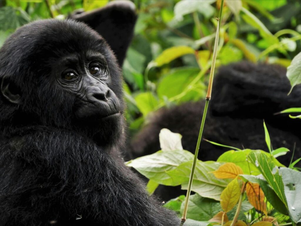 a baby gorilla looking back at the camera while another gorilla moves in front of him
