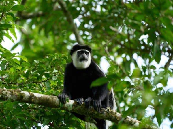 a black and white colobus monkey overhead in a tree