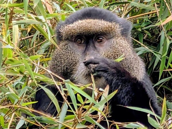 a golden monkey eating bamboo in volcanoes national park in rwanda