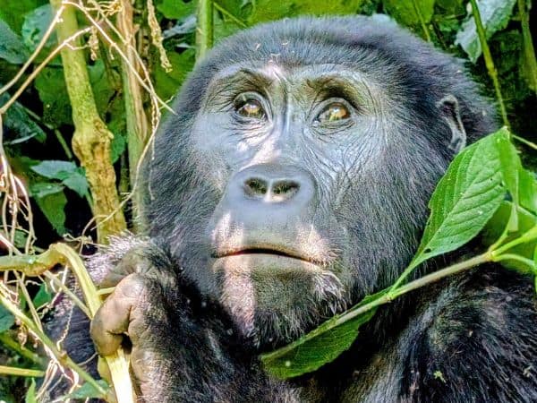 an up close shot of a gorilla face looking at the sky in bwindi national park