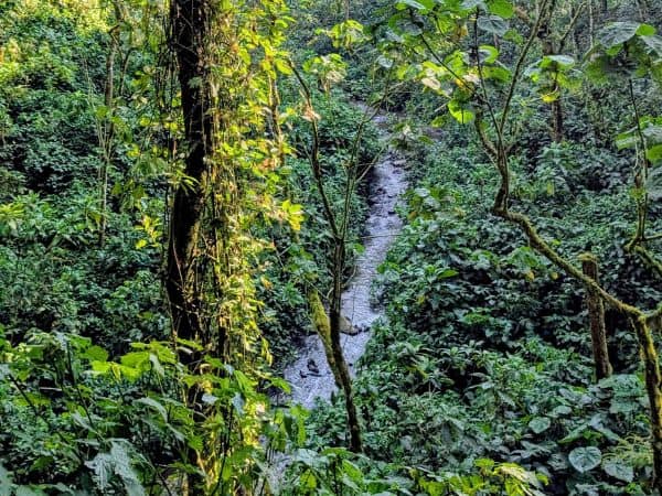 a skinny river flowing through the lush greener of bwindi national park