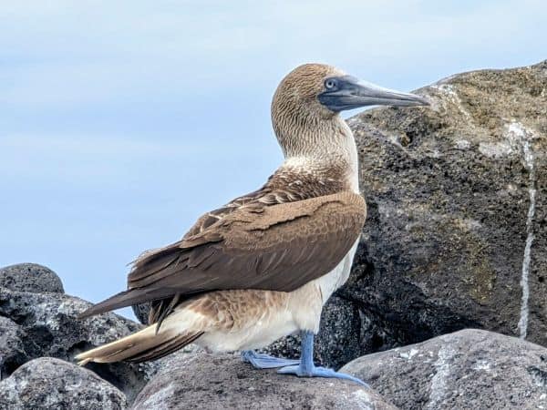 a single blue footed boobie standing on a gray rock in the galapagos