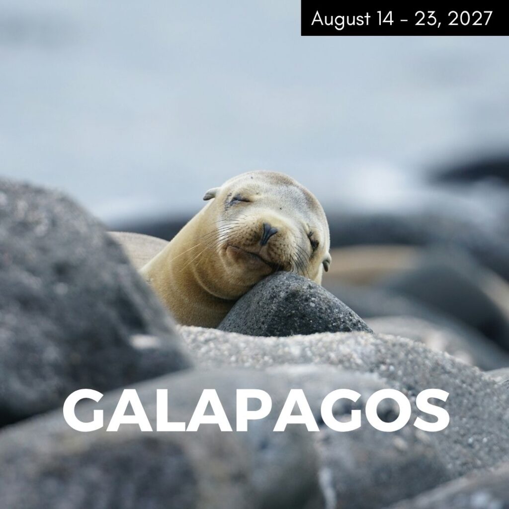 a sea lion resting its head on a gray rock in the galapagos islands