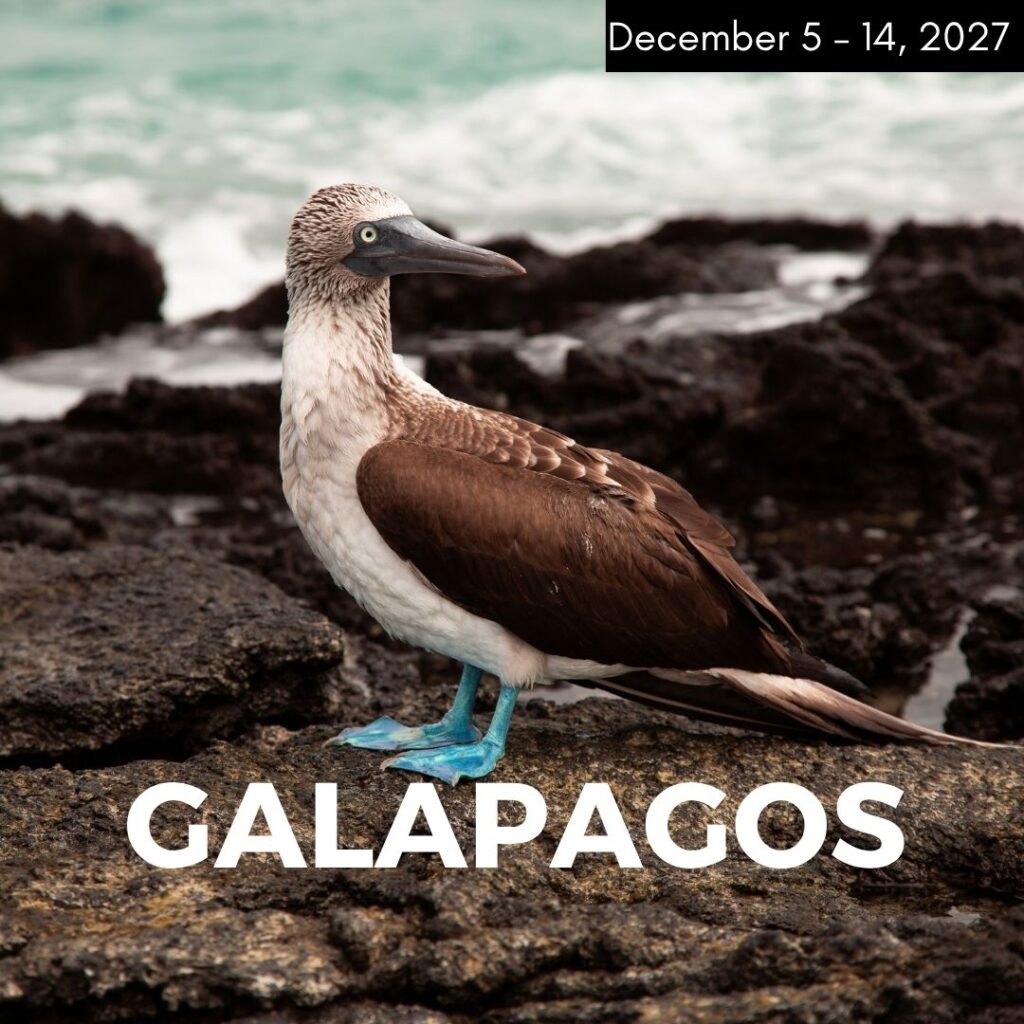 a blue footed boobie looking forward with the turquoise sea in the background
