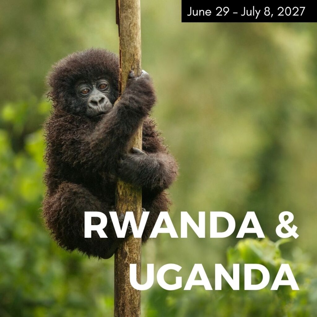 baby gorilla hanging onto a tree branch in a lush jungle in rwanda