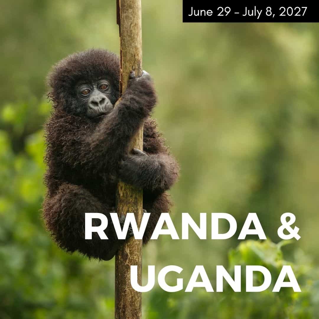 baby gorilla hanging onto a tree branch in a lush jungle in rwanda