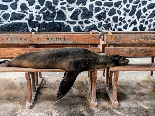 a large sea lion sleeping across multiple park benches on san cristobal island